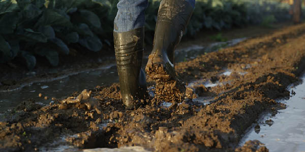 Dairy farm outlet boots