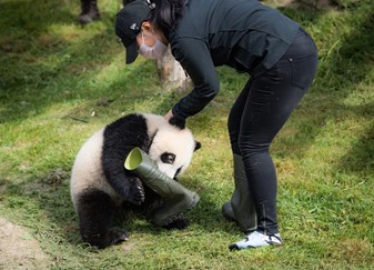 baby panda with Bekina Boots